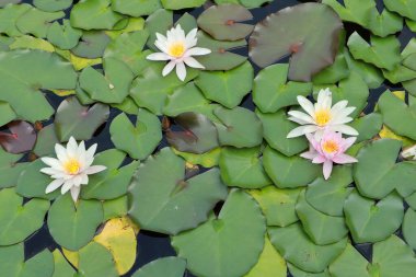 Arkaplan çiçekleri çiçek açmış zambaklar