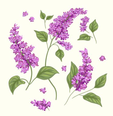 Leylak dalı mor bahar yaz anneler günü anne vektör baskısı mor çiçekler.