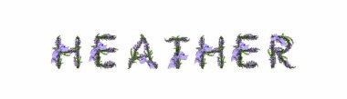 Heather Herbal 'ın başlığı çiçeklerle süslü bahar yaz güzeli yayı. Çiçekler ve yapraklar, çiçekli sözcük, soyutlanmış, beyaz arka plan