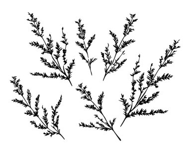 El çizilmiş dallar. siyah ve beyaz resimleme.