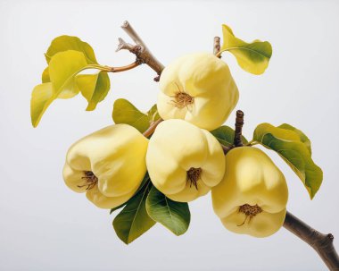 Yapraklı ayva meyvesi. Beyaz arka planda ayva meyvesi