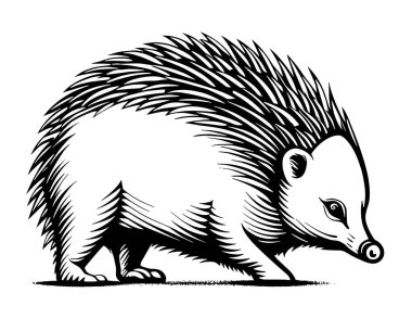 Kirpi. Beyaz arkaplanda vektör illüstrasyonu