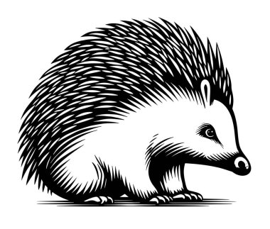 vektör çizim bir kirpi.