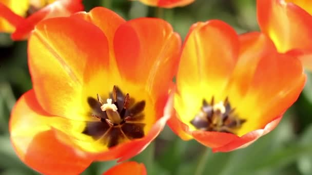 Tulipany w słoneczny dzień — Wideo stockowe