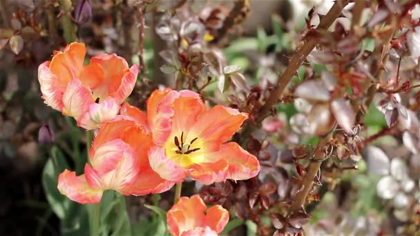 Tulpen op een zonnige dag — Stockvideo