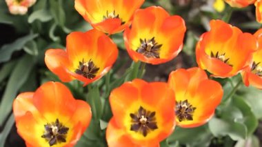 Güneşli bir günde laleler