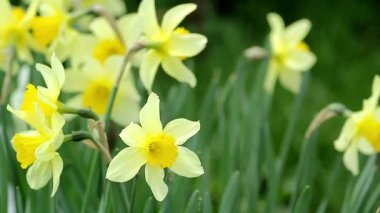 Nergis güneşli bir günde, yakın çekim