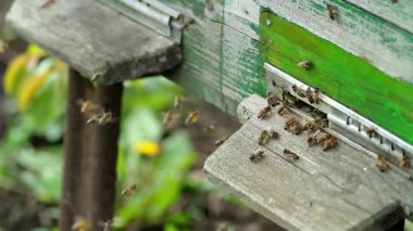 Arı kovanından güneşli bir günde sinek. yakın çekim