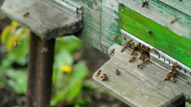 Arı kovanından güneşli bir günde sinek. yakın çekim