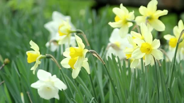 Narcissus op een zonnige dag, close-up — Stockvideo