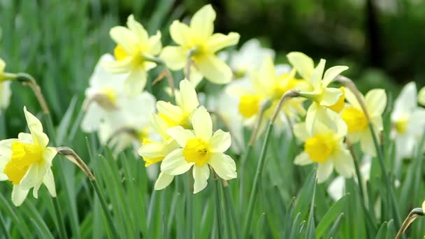 Narcis za slunečného dne, detail — Stock video