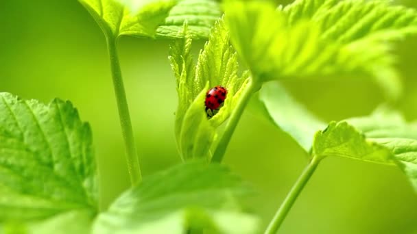 Ladybug on a leaf on a sunny day. close-up — Stock Video