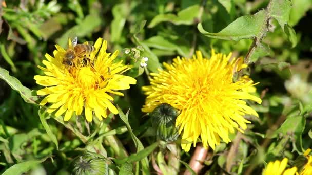 Bee collects honey from flowers. close-up — Stock Video