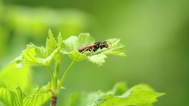 Wasp in groene bladeren, op een zonnige dag. Close-up — Stockvideo