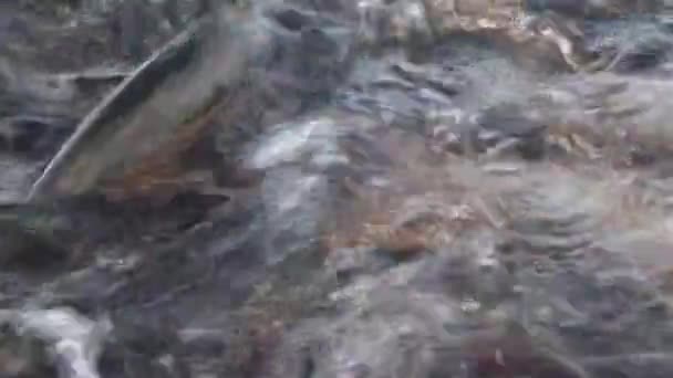 组的鳟鱼在水中 — 图库视频影像