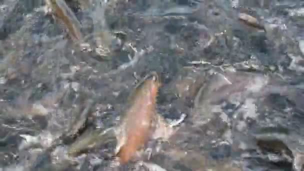 Gruppe von Forellen im Wasser — Stockvideo
