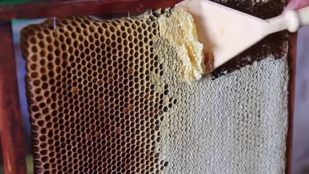 Збирання меду з гребінців — стокове відео
