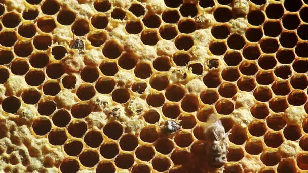 Abeja del nacimiento con panales. primer plano — Vídeos de Stock