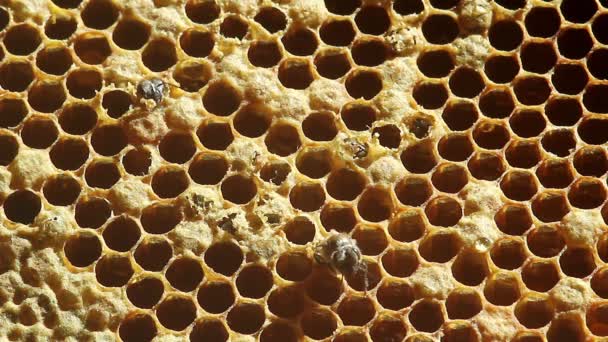 Birth Bee with honeycombs. close-up — Stock Video
