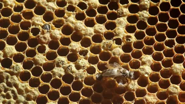 Geboorte Bee met honingraten. Close-up — Stockvideo