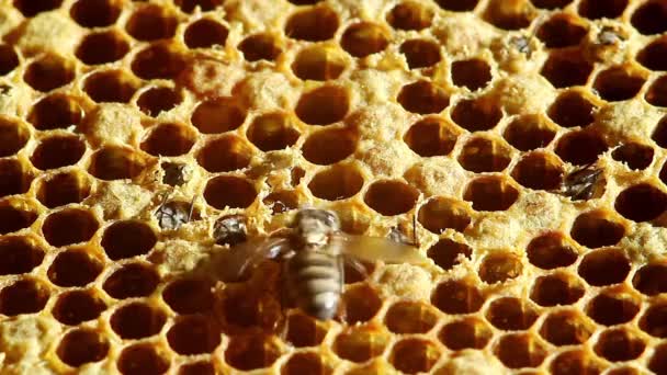 Geboorte Bee met honingraten. Close-up — Stockvideo