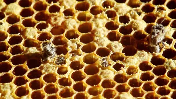 Birth Bee avec des rayons de miel. gros plan — Video