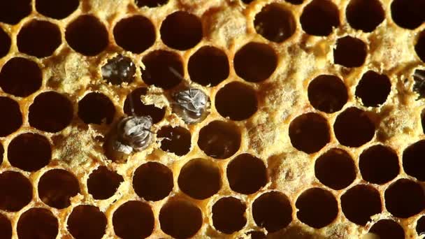 Abeja del nacimiento con panales. primer plano — Vídeos de Stock