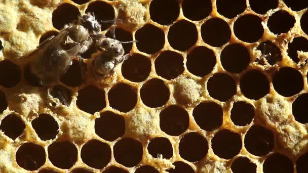 Birth Bee avec des rayons de miel. gros plan — Video