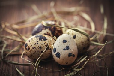 Bıldırcın yumurta