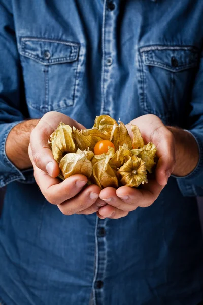 Physalis i händerna — Stockfoto