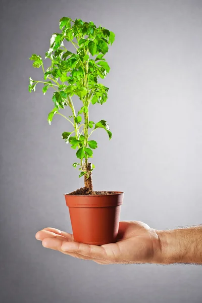 Planta em um pote com uma mão — Fotografia de Stock