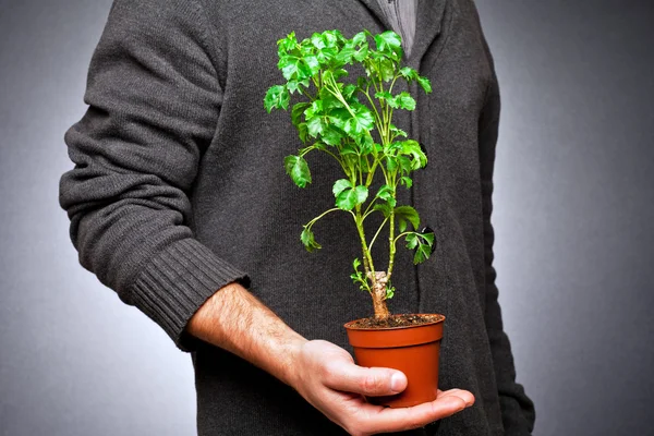 Plante dans un pot avec une main — Photo