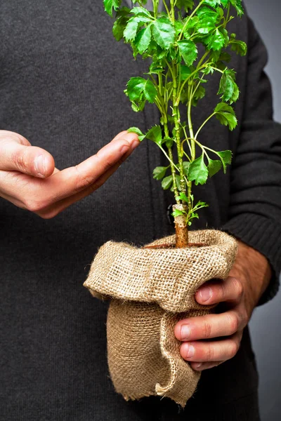 Planta em um pote com uma mão — Fotografia de Stock