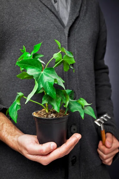 Plante dans un pot avec une main — Photo
