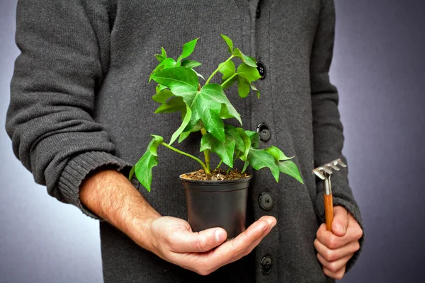 Plante dans un pot avec une main — Photo