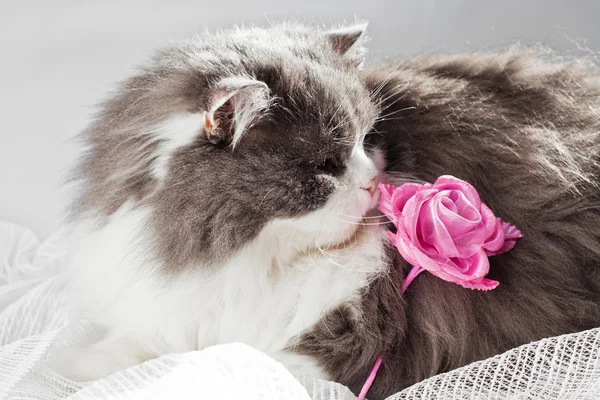 Gatto persiano e rosa — Foto Stock
