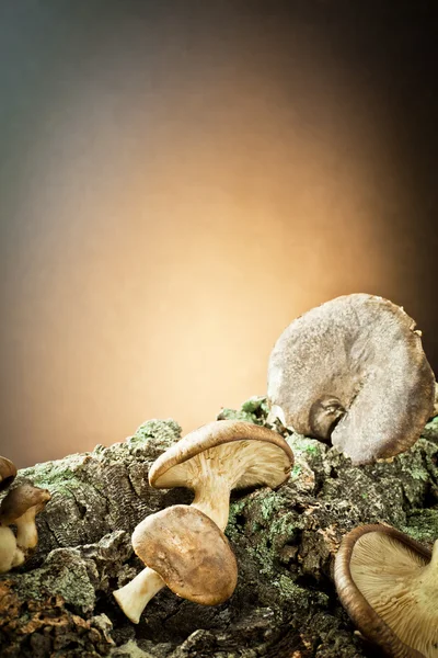 mushrooms on bark