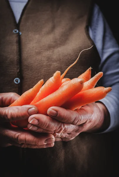 Fresh carrots in hand — Stock Photo, Image