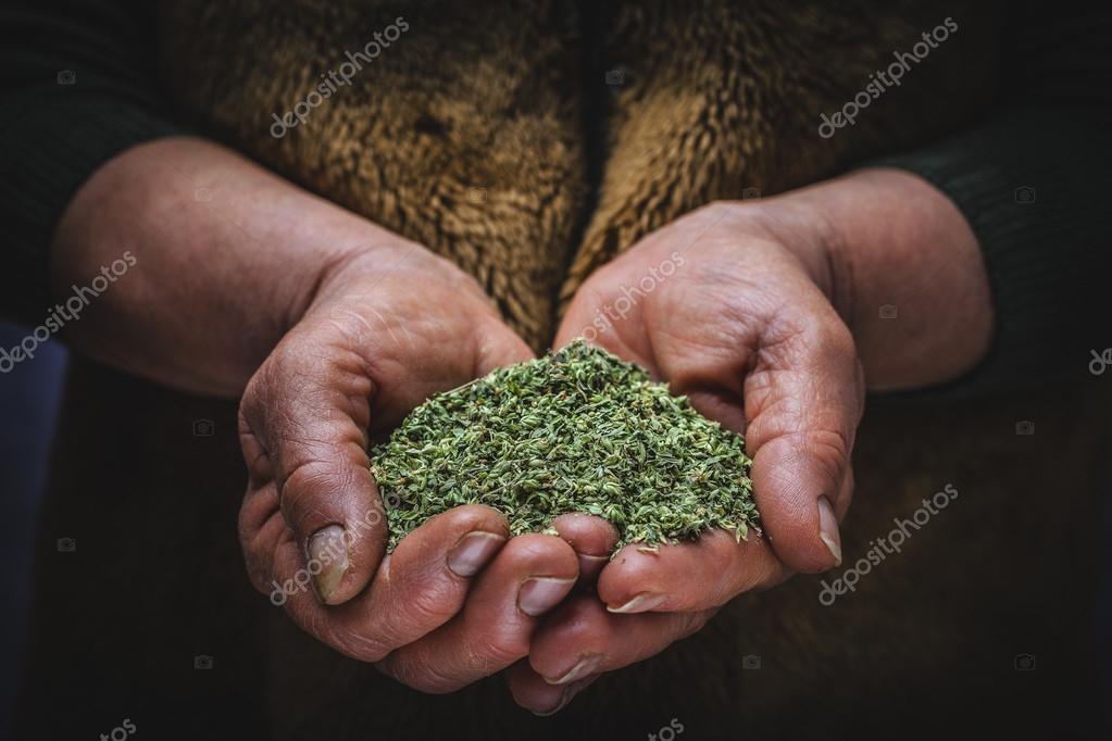 Oregano In Hand Stock Photo C Roger Scardigno 70422021