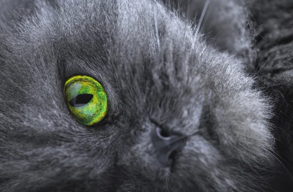 Gatto grigio persiano — Foto Stock