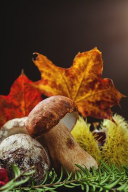 Porcini mantar ve yaprak