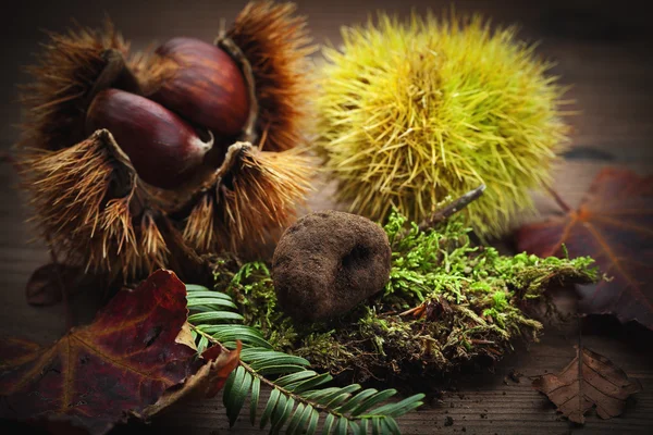 Castanha e cogumelos de trufa em musgo — Fotografia de Stock