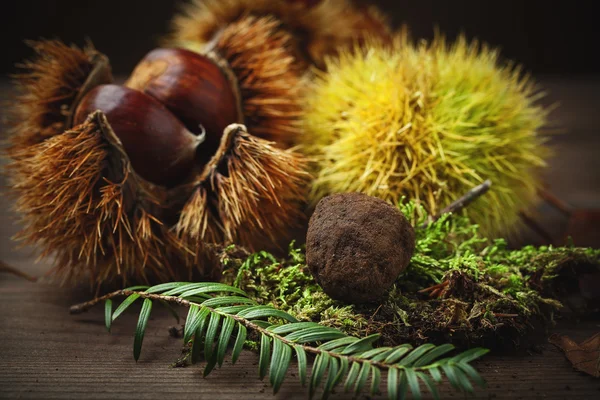 Castanha e cogumelos de trufa em musgo — Fotografia de Stock