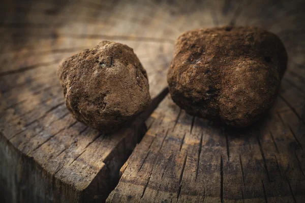 Svampsvart tryffel — Stockfoto