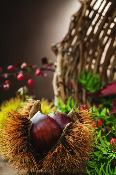 Frutti e vegetazione autunnale — Foto Stock