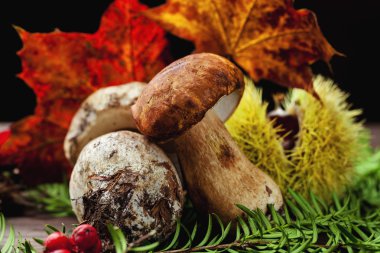 Porcini mantar ve yaprak