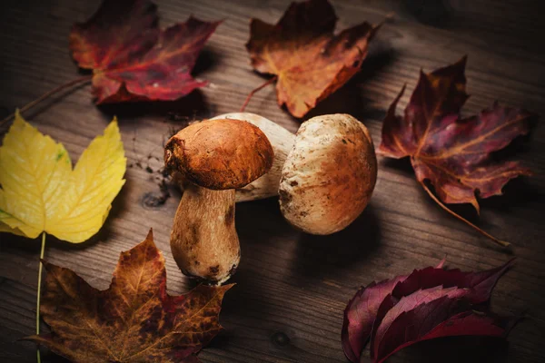 Steinpilz auf Holz — Stockfoto