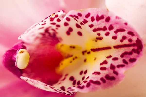 Růžová orchidej makro — Stock fotografie