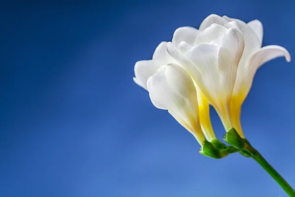 Witte narcisi bloem — Stockfoto