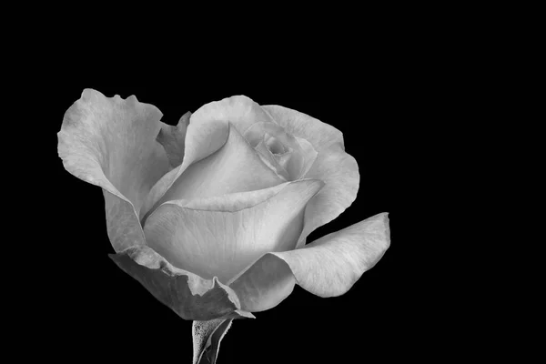 Macro Rose Monochrome Une Seule Fleur Isolée Avec Tige Feuille — Photo